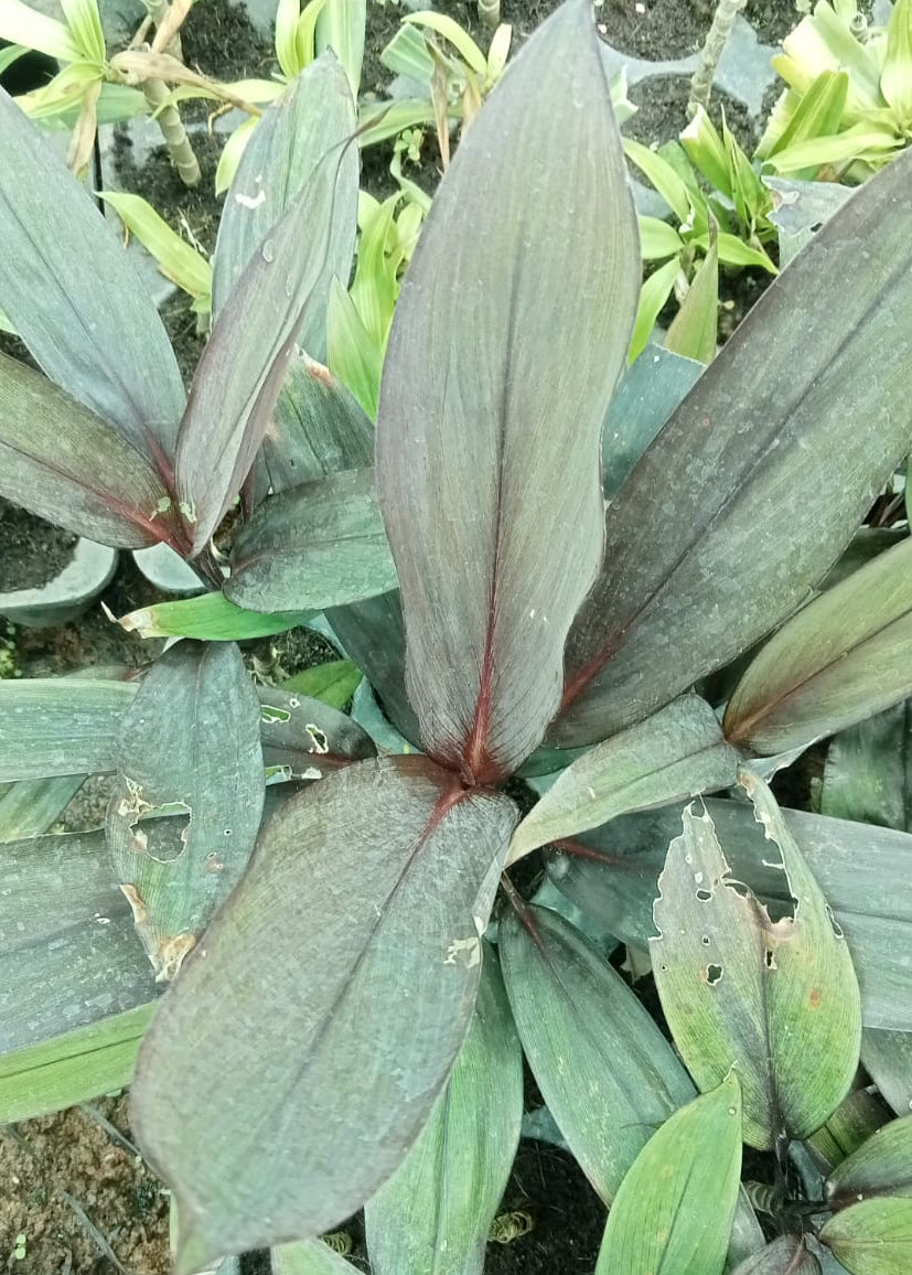 Cordyline black magic plant