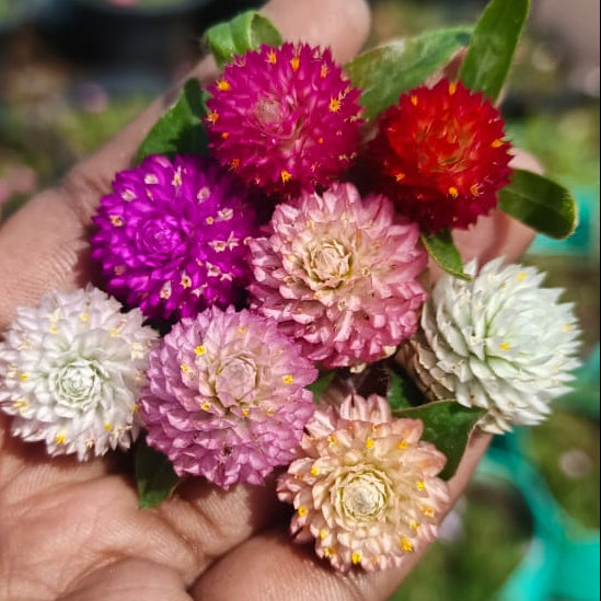 Gomphrena mixed seeds (8 shades mixed seeds)