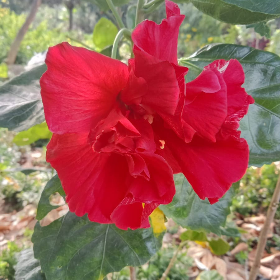 Hibiscus hybrid red multi petal flower plant