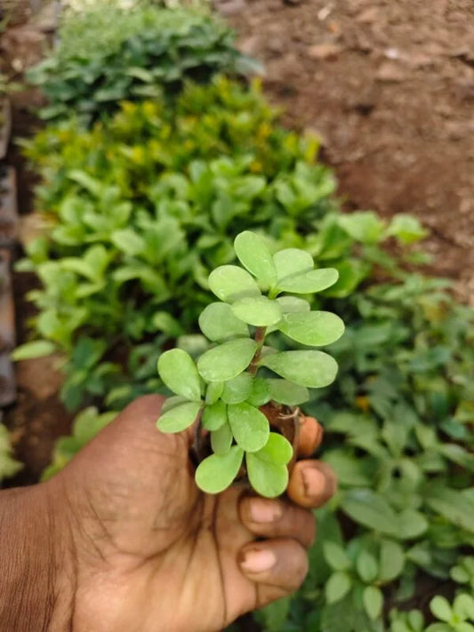 Jade plant