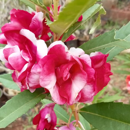 Dark pink thai balsam seeds