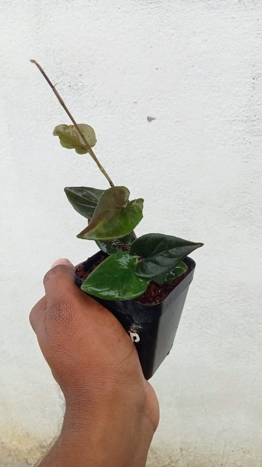Black pothos (Syngonium erythrophyllum)