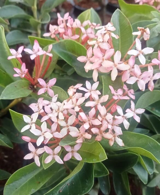 Attractive Ixora coccinea flower plant – Ixora Mini Dwarf Light Pink Flower