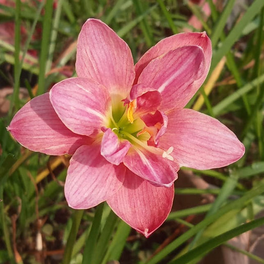 Madame butterfly Rainlily bulb Thai hybrid