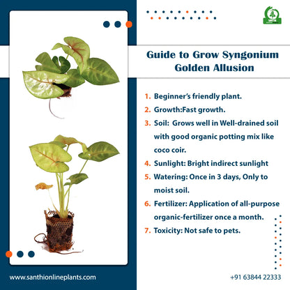 Syngonium Podophyllum : Classic Golden Allusion plant