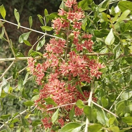 Red  henna plant ( Sivappu maruthani)