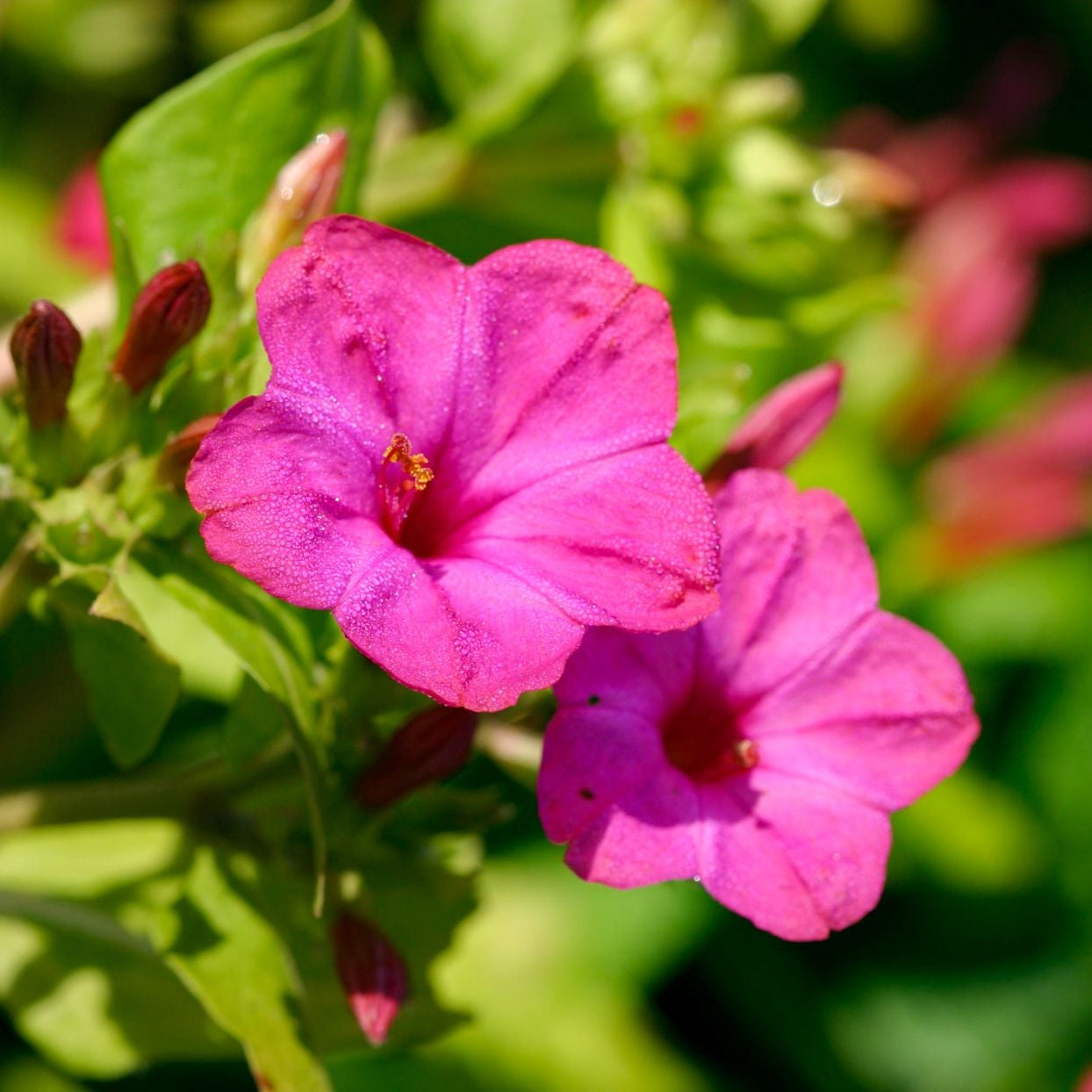 Andhi malli dark pink flower seeds ( 4'o clock flower ) 