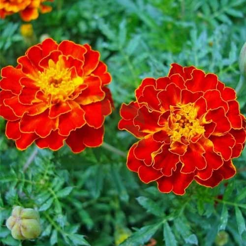 French marigold seeds