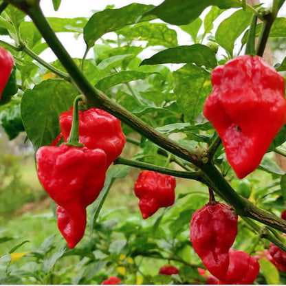 Ghee chilli seeds