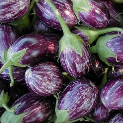 Manapparai brinjal seeds