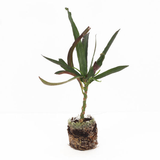Green mammy croton