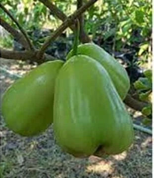 Water Apple Green Plant