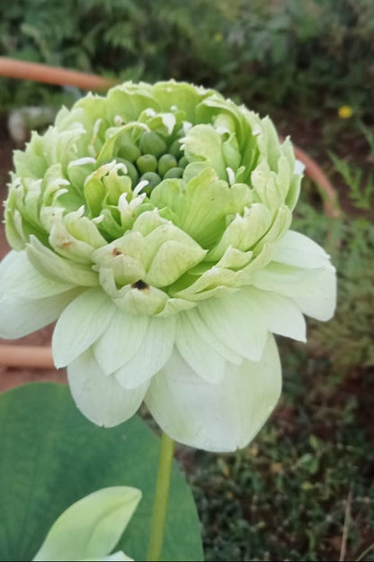 Green lotus tuber ( ID : Q201 )