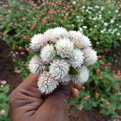 Gomphrena mixed seeds (5-7 shades mixed seeds)