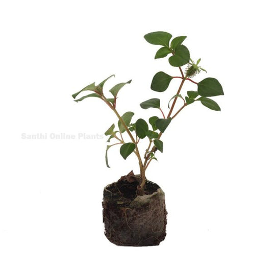 Heterotis rotundifolia – Pink Lady