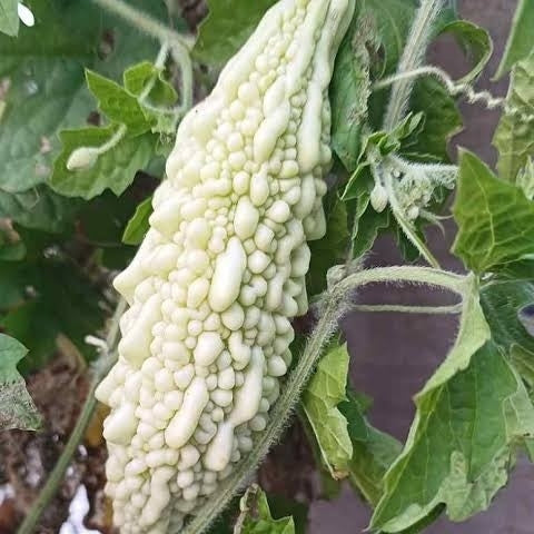 White bitter gourd seeds