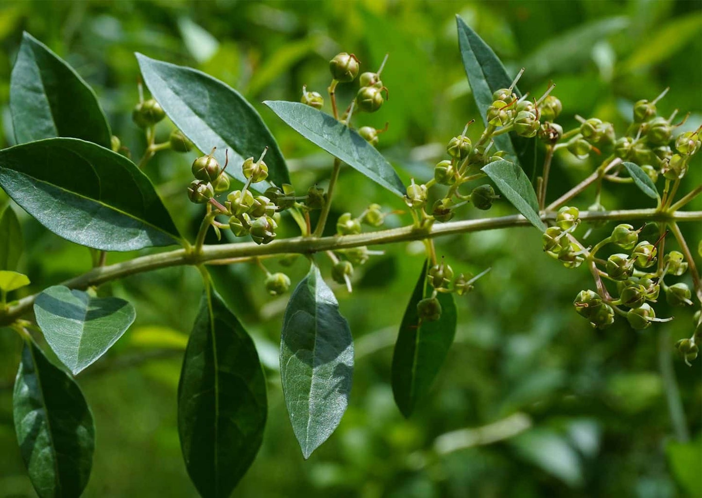 Henna Plant (Maruthani)