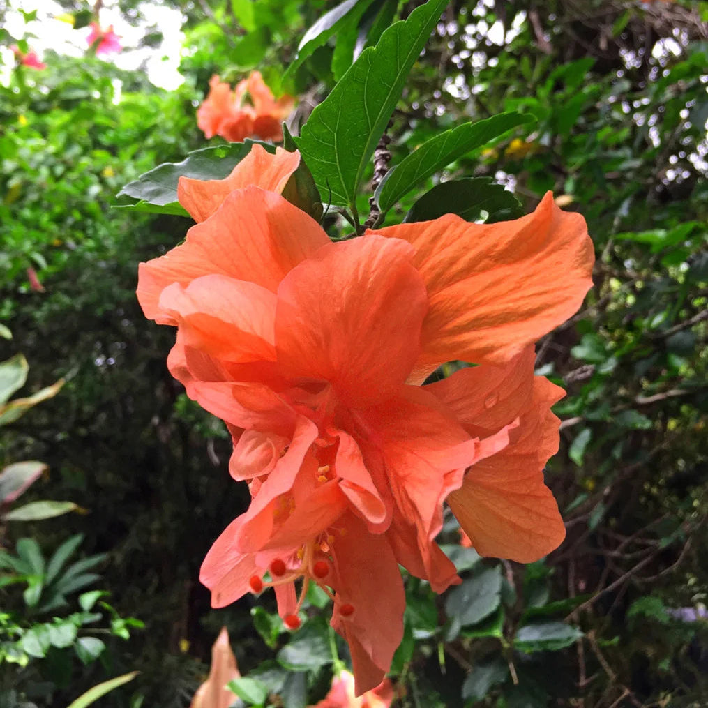 Hibiscus Orange Double Layered
