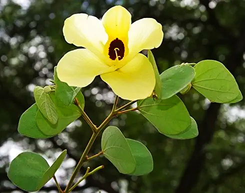 Thiruvatchi seeds
