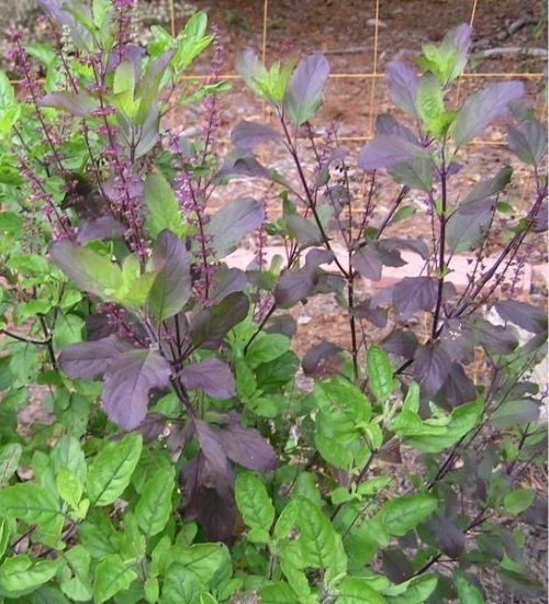 Holy basil seeds (karunthulasi seeds)