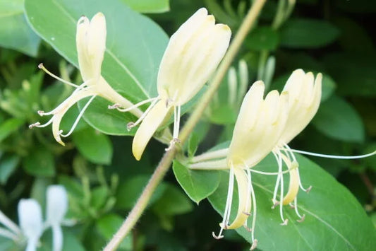 Japanese honeysuckle