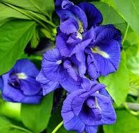 Clitoria Ternatea-Blue Multi Petaled seeds