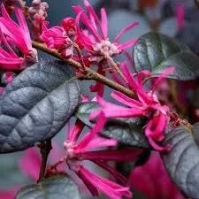 Ruby Loropetalum – Chinese fringe flower plant