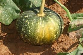 Pumpkin seeds