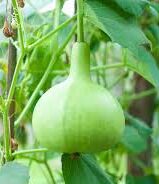 Bottle gourd (round) Seeds