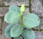 Ficus microcarpa “Apollo” plant