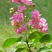 Lagerstroemia indica (crepe myrtle - pink)