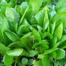Chicory seeds (kasini keerai)