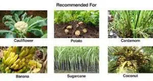 Powerful Trypae mix for wilt disease control – Trichoderma fungi