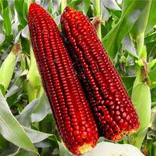 Rich Zea mays – Red corn (sigappu makkacholam) Seeds