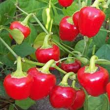 Gundu milagaai seeds