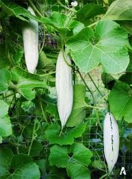 Snake gourd seeds (short)