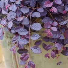 Ruby Loropetalum – Chinese fringe flower plant