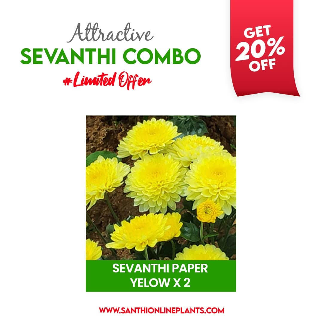 sevanthi flower seeds Attractive Sevanthi Combo (seven colours of chrysanthemum saplings) – Santhi Online Plants