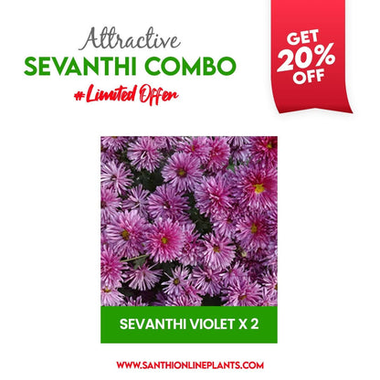 Attractive Sevanthi Combo (seven colours of chrysanthemum saplings)