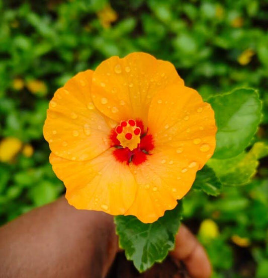 American hibiscus orange