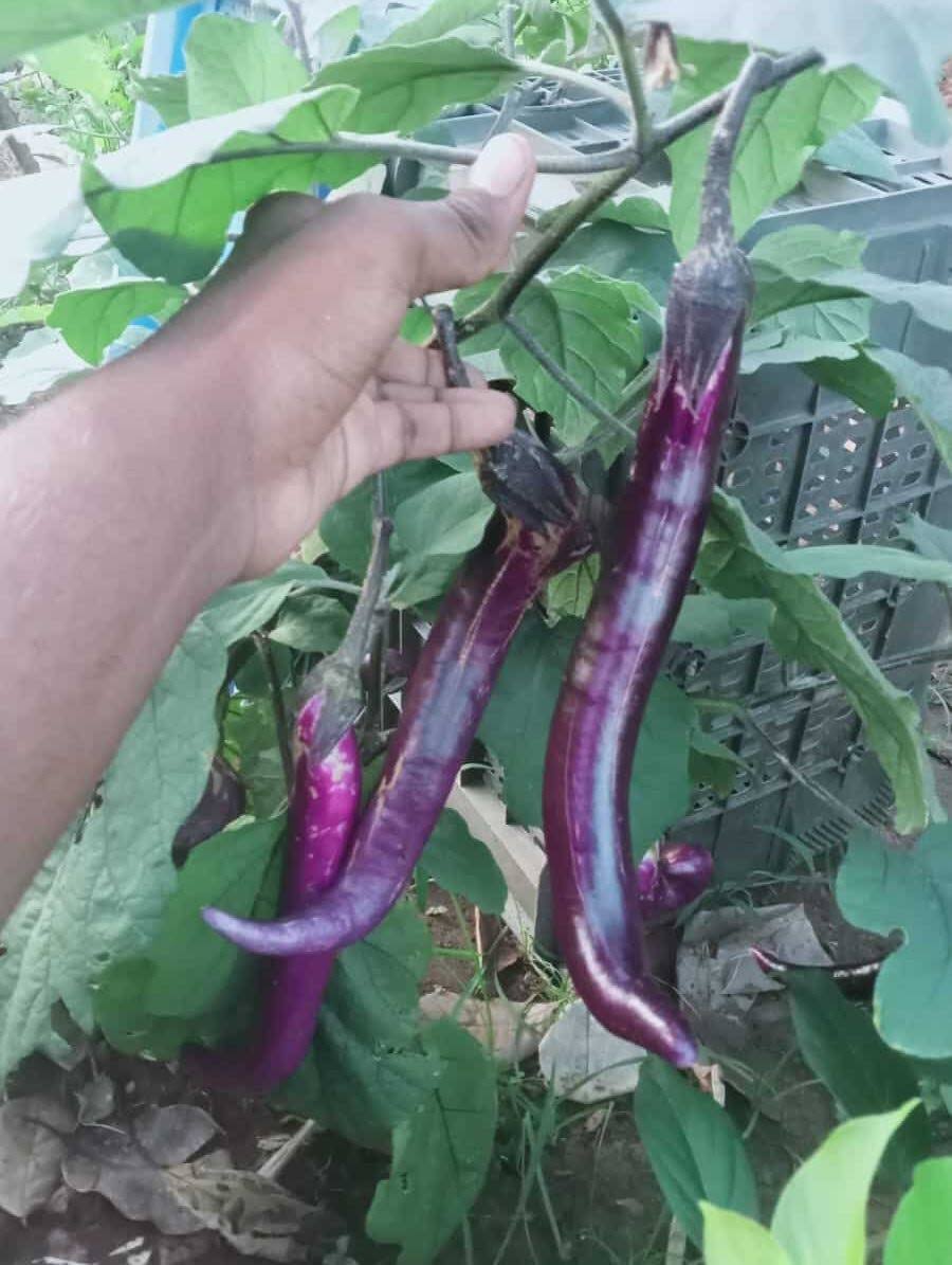 Pack of three Chinese string brinjal seedlings