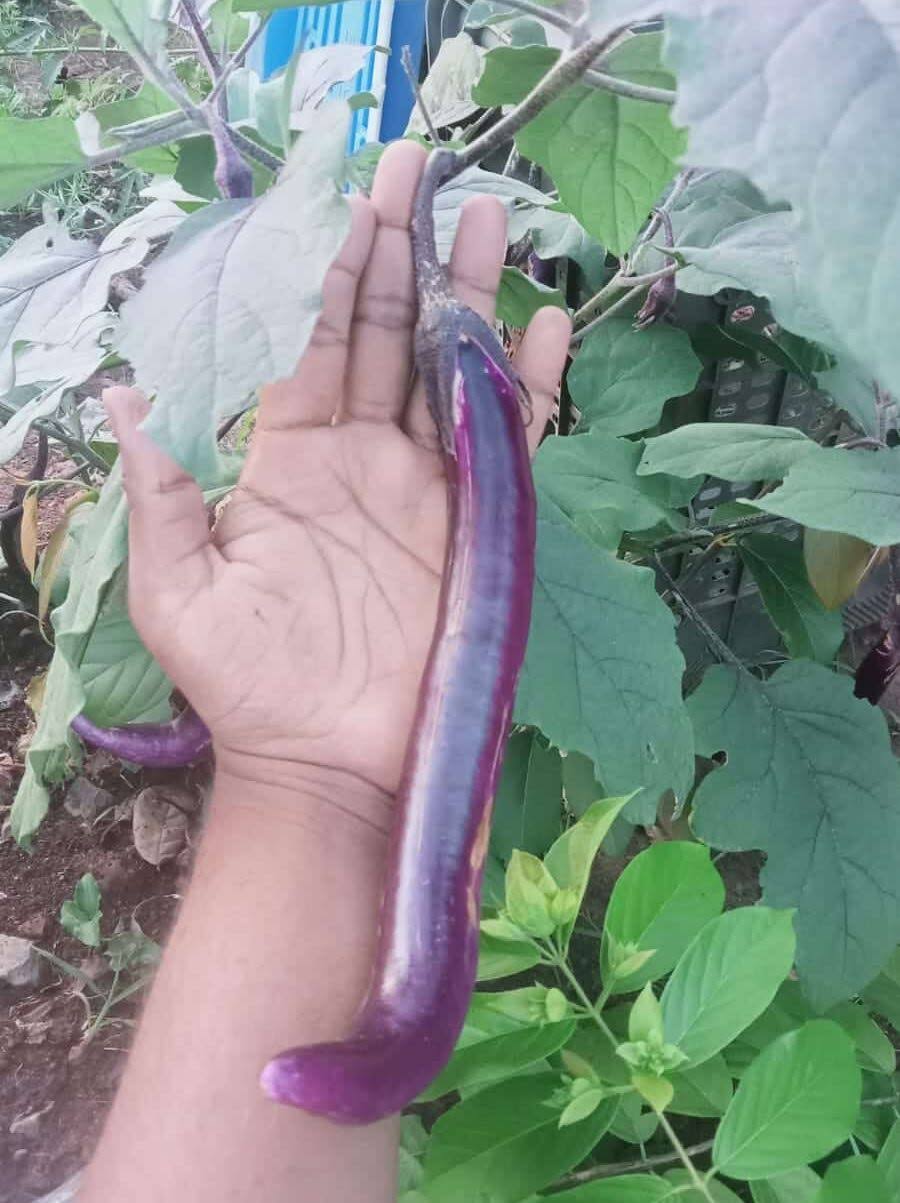 Pack of three Chinese string brinjal seedlings