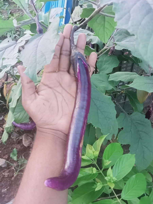 Pack of three Chinese string brinjal seedlings