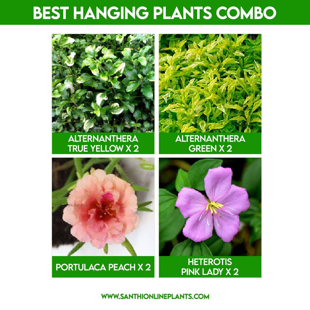 Best Hanging Plants Combo