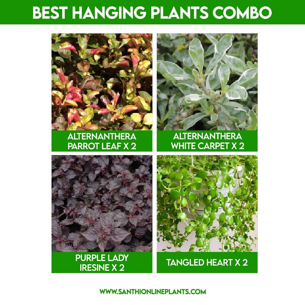 Best Hanging Plants Combo