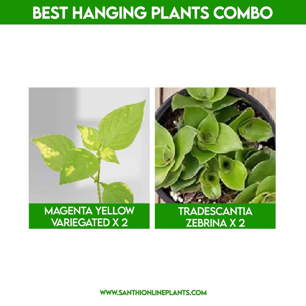 Best Hanging Plants Combo