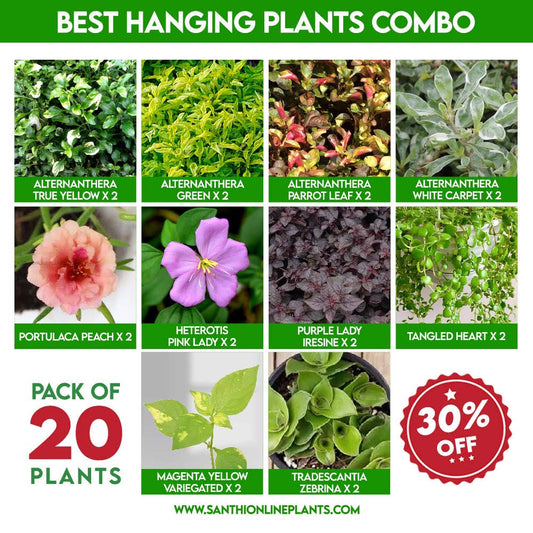 Best Hanging Plants Combo