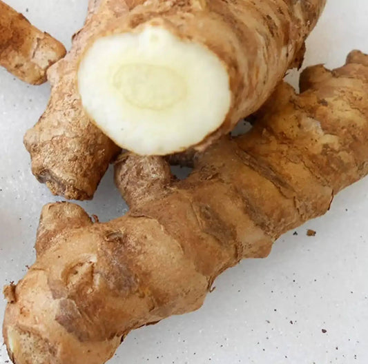 White kasthuri turmeric rhizome