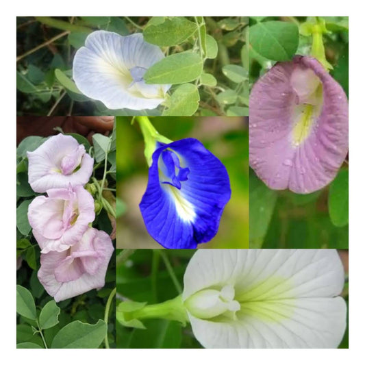 Aparajitha mixed seeds