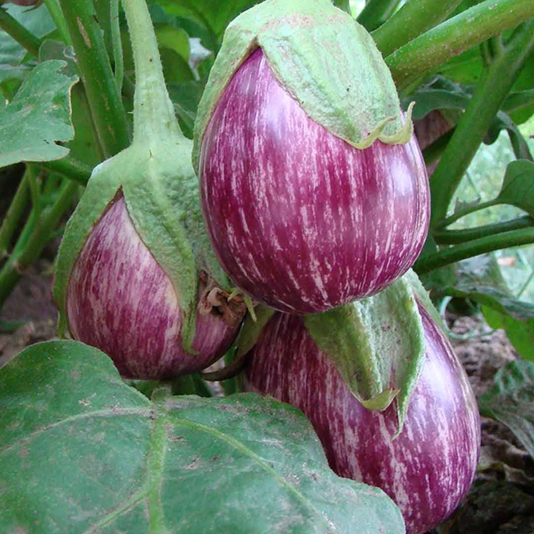 Brinjal Plant(Nattu Kaththiri)